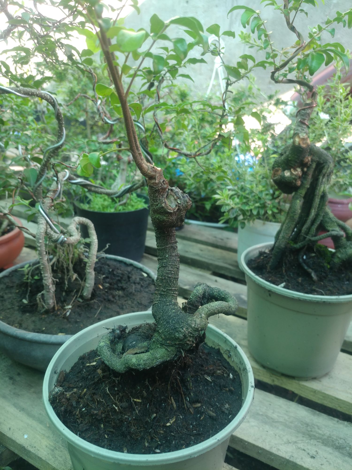 phôi Khế nhật dáng quái
