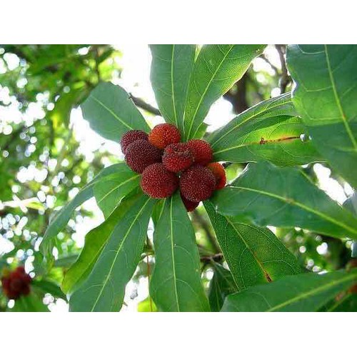 (Cây Ăn Qủa) Thanh Mai +Tặng (1000g) phân thỏ hữu cơ