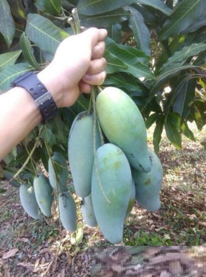 Cây XOÀI THÁI NIỀM NAM ghép, cây giống tốt, siêu năng suất, giá trị kinh tế cao