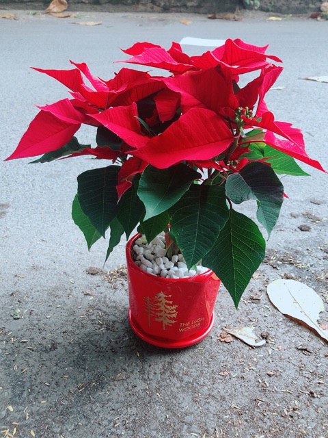 Chậu Cây Trạng Nguyên