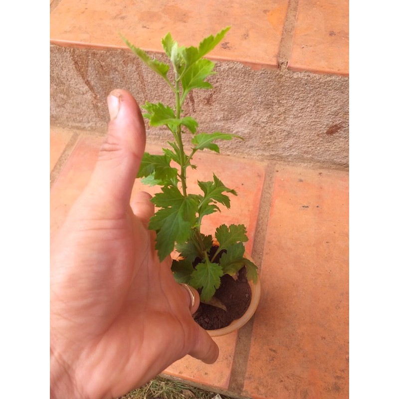 cúc cổ mi kép( họa mi cánh kép )