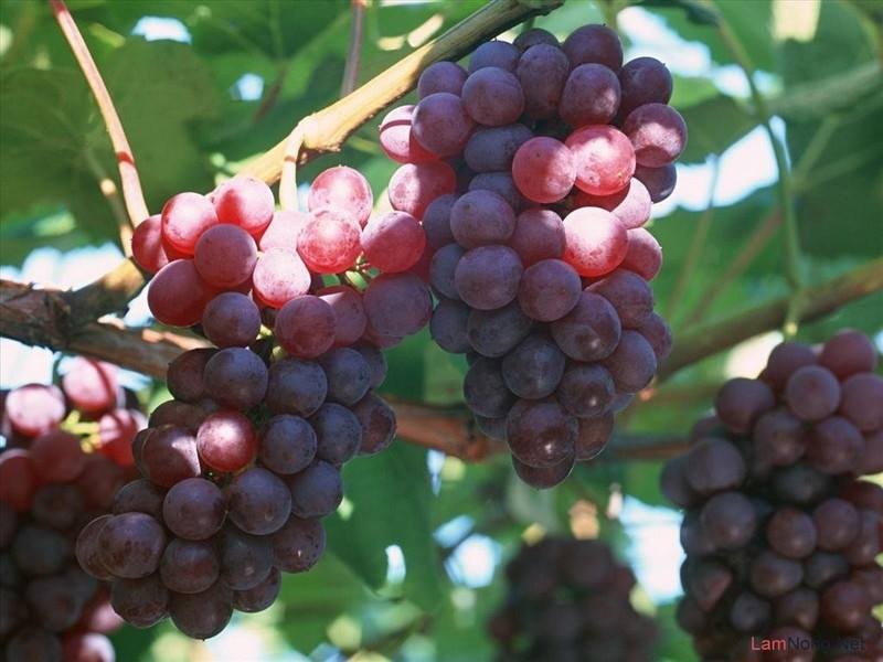 Hạt Giống Nho Pháp Leo Giàn - ( gói 10 hạt Kèm gói kích thích hạt  nảy mầm )
