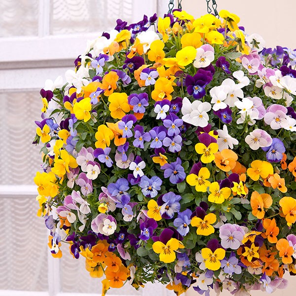 Hạt giống Hoa Bướm đa sắc - hoa Păng xê Mix - hoa Pansy Italy VTP92 | Vạn Tín Store