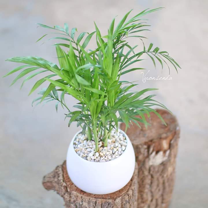 Chậu Sứ Trồng Cây (tặng kèm đất)
