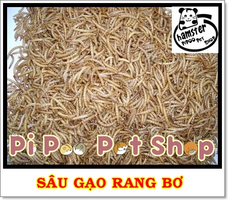 Sâu gạo rang bơ - Thức ăn cho Hamster