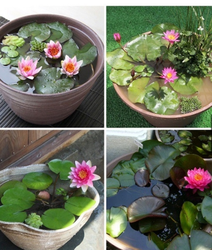 10 HẠT GIỐNG HOA SÚNG THÁI NHIỀU MÀU