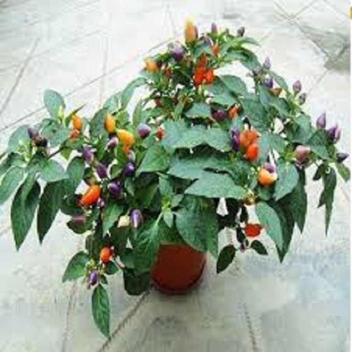 Chậu cây giống ớt ngũ sắc cho quả siêu đẹp, vừa ăn được vừa dùng để trang trí + tặng cây ba kích tím