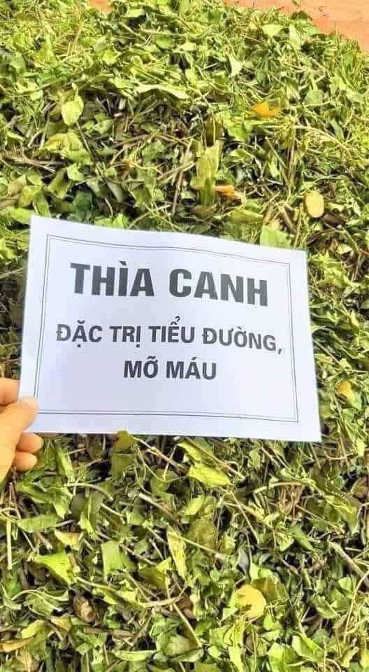 Dây thìa canh , trà dây thìa canh, dành cho các bác tiểu đường, mỡ máu, men gan cao, huyết áp cao, thìa canh sấy lạnh