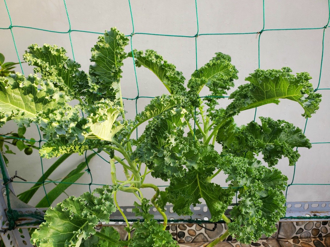 Hạt giống cải xoăn Kale rạng đông