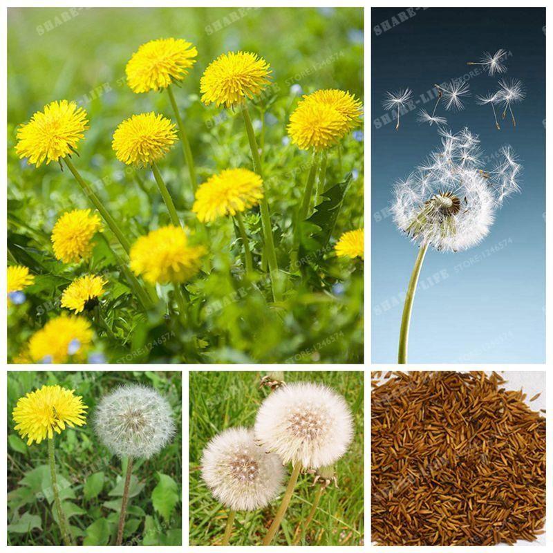 Taraxacum Seeds