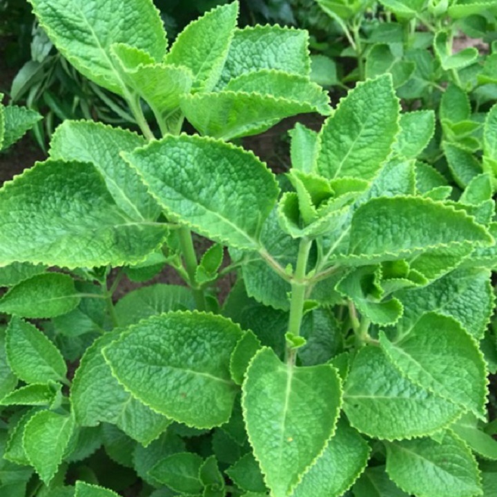 CHẬU CÂY HÚNG CHANH ( CÂY RAU TẦN LÁ DÀY )