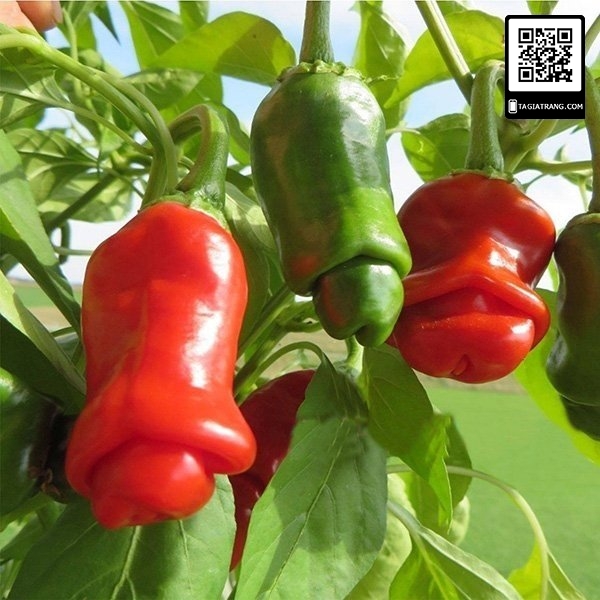 ỚT CU TÍ 10 HẠT