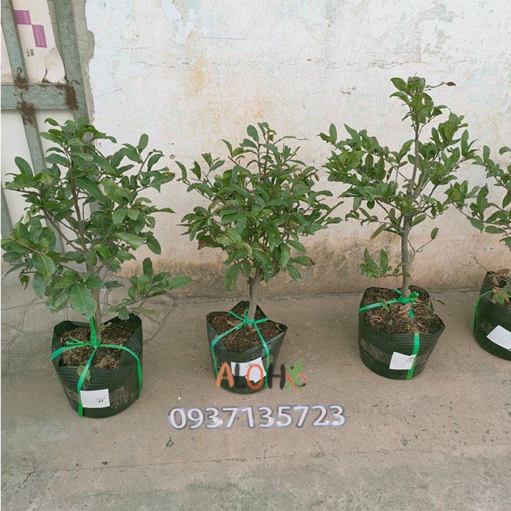 [HCM]cây mai vàng [ mai giảo ] -từ 6-12 cánh