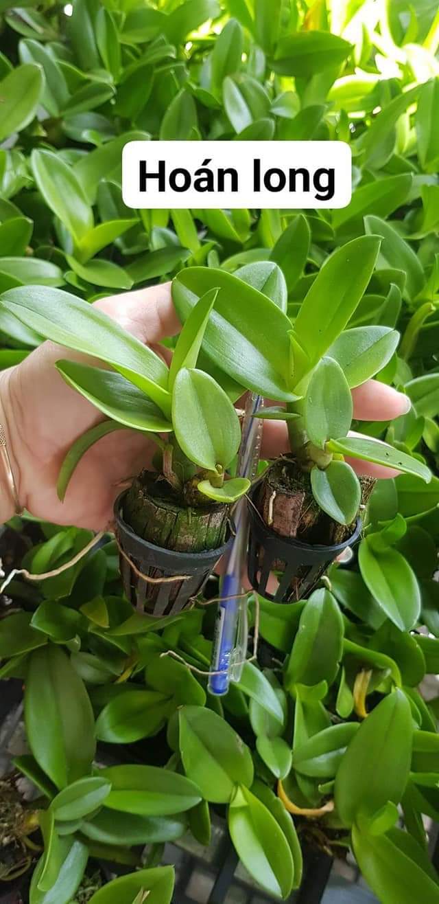 HOA LAN HOÁN LONG CÂY GIỐNG(7-12CM)