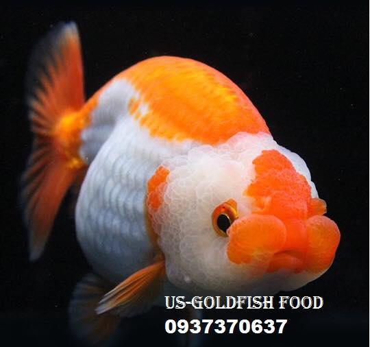 cám STELLA S2 cá KOI mini, cá vàng nhỏ, cá ranchu - 0.5kg