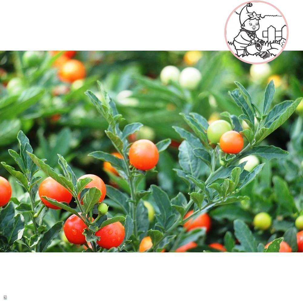 HẠT ỚT KIỂNG QUẢ TRÒN - GÓI 0,3 GRAM