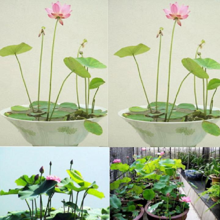 Hạt giống sen nhật mini - 10 hạt
