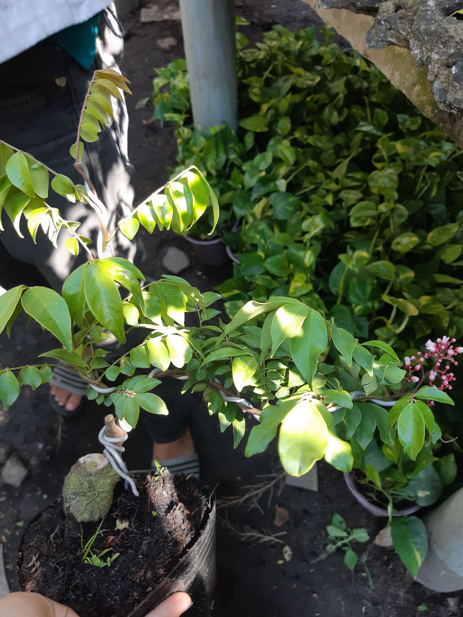 Cây khế bonsai mini đang quả