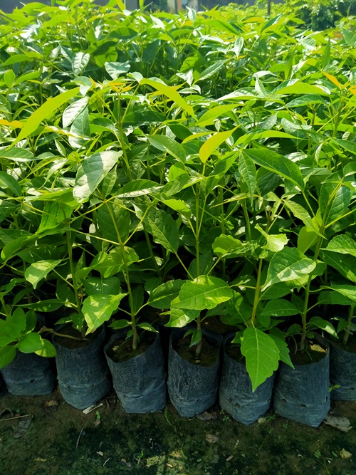 2 cây kèn hồng cao 50cm