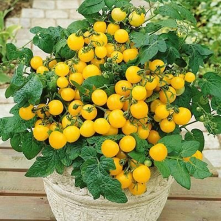 Hạt giống cà chua bi lùn vàng gói 0,1gr