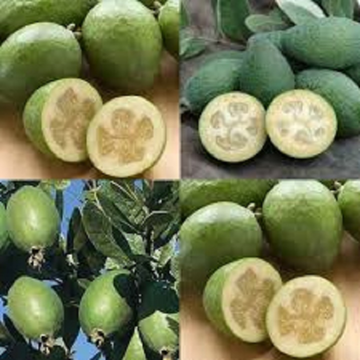 CÂY GIỐNG ỔI DỨA SIÊU QUẢ SIÊU KINH TẾ