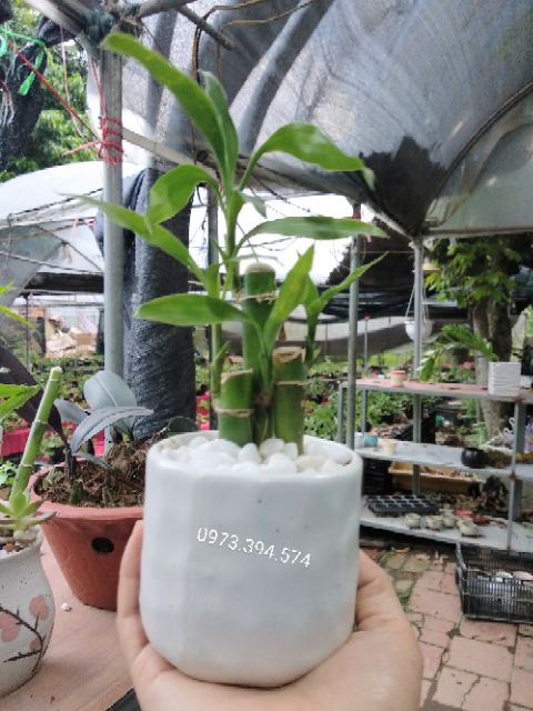 Cây Trúc Phú Quý ( Chậu Sứ)