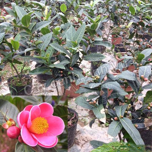 Hạt Giống Hoa Hải Đường - 1 gói 10 hạt - ( Tặng gói kích thích nảy mầm )