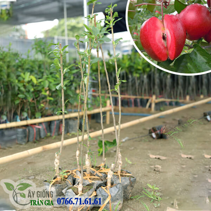 Giống Cây Táo Đỏ Lùn ( 2 cây )