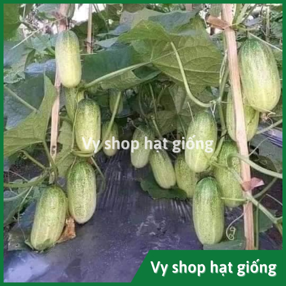 Hạt giống dưa chuột mèo (dưa leo) Thái Lan gói 200 hạt