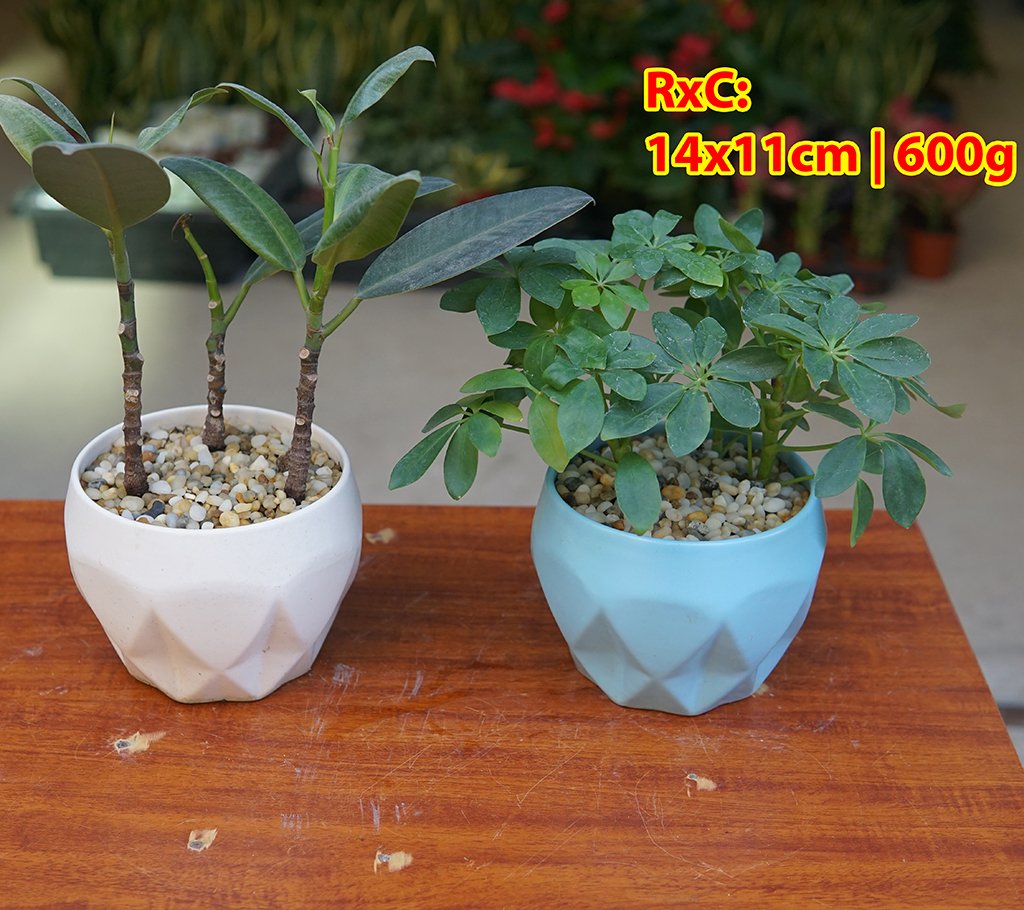 Chậu gốm sứ trồng cây đáy xoắn