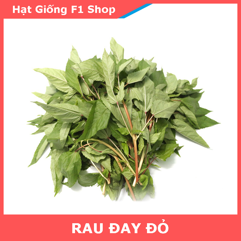 Hạt Giống Rau Đay Đỏ (10 Gam)