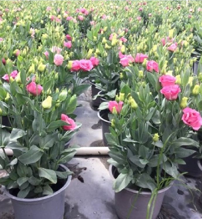 "Gói 5 "Hạt giống hoa cát tường mix màu [Seeds]