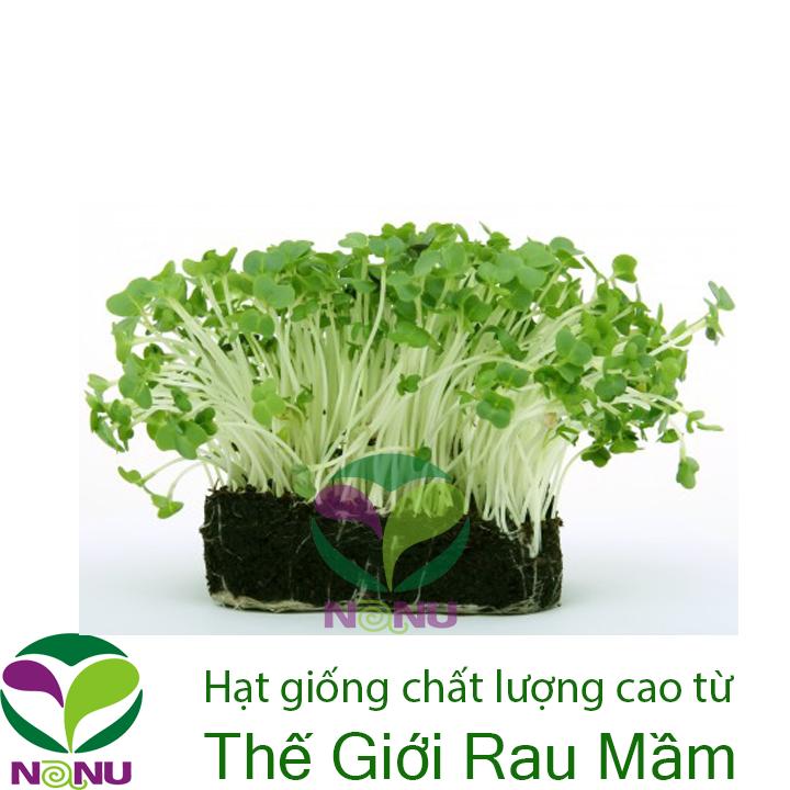 Gói 1Kg Hạt Giống Rau Mầm Bông Cải Xanh - Thế Giới Rau Mầm