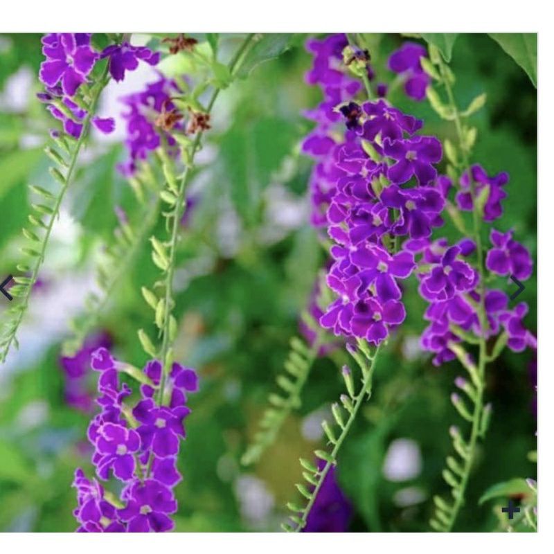 ♤♤ Cây giống chuỗi ngọc hoa tím