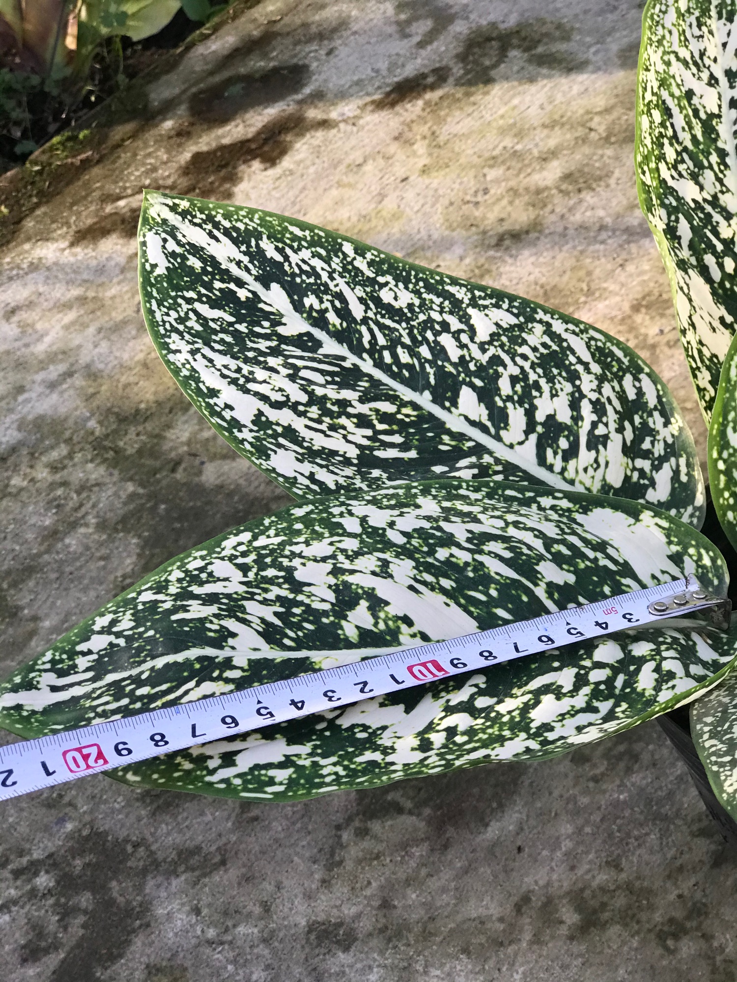 Cây sao sáng + tặng phân bón cho cây mau