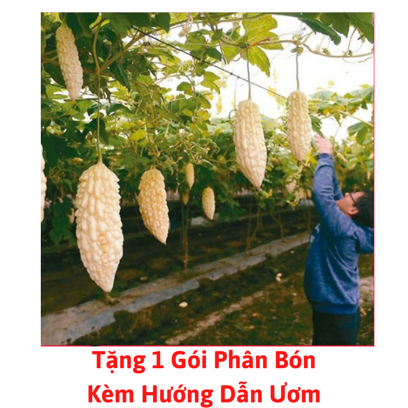 [Lấy mã giảm thêm 30%] Gói Hạt Giống Mướp Đắng Trắng