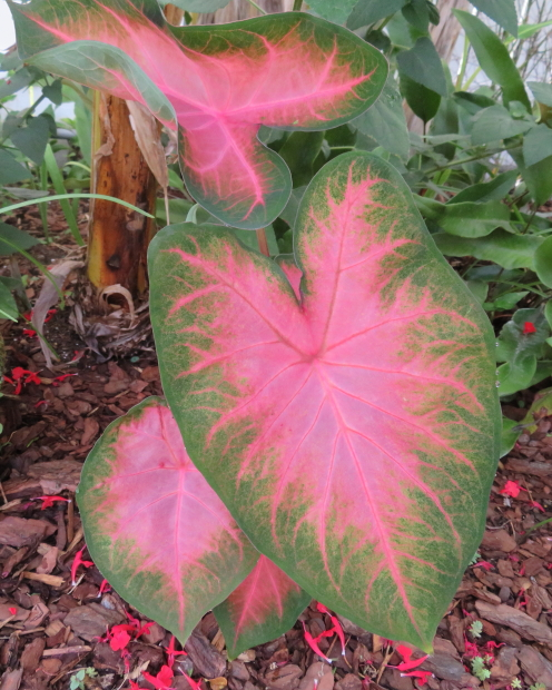 Cây kiểng lá môn đỏ Caladium Flamingo