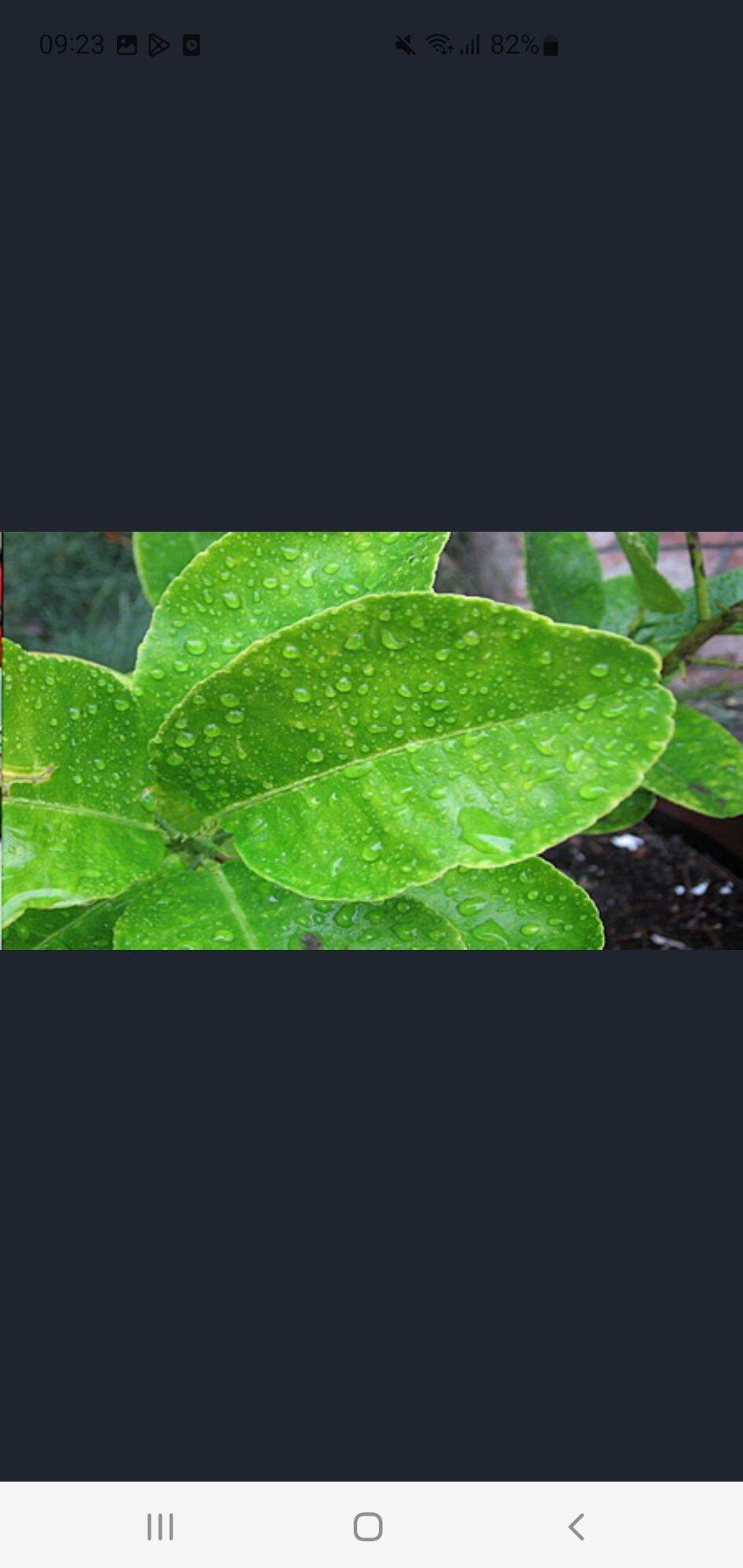 100gr Lá chanh ( tươi)