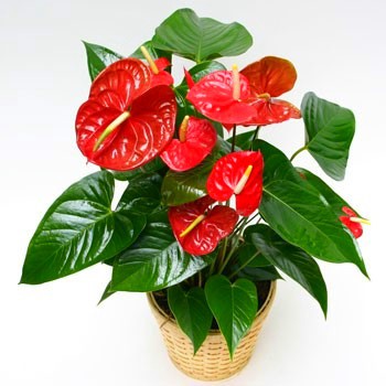 [HCM]NHỊ HỒNG MÔN LÀM HOA