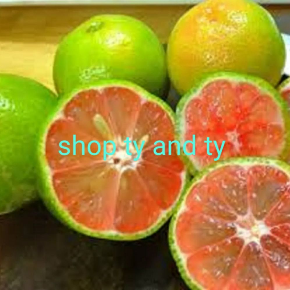 cây chanh dây nam phi ngọt thơm combo 3 cây