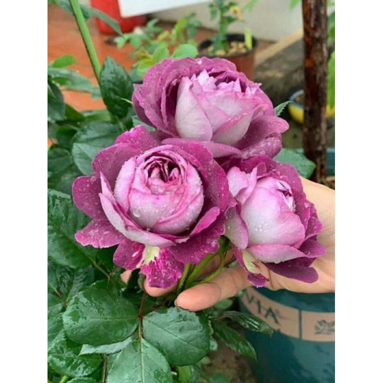 Combo 10 gốc hoa hồng nhập ngoại