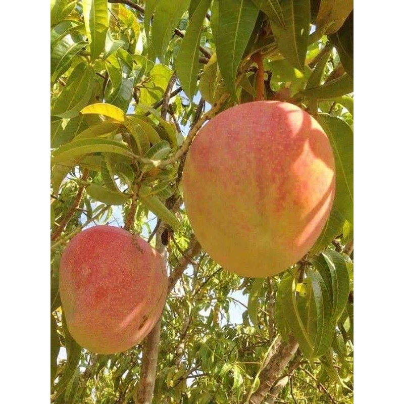 Cây xoài úc, cây đẹp. chuẩn giống
