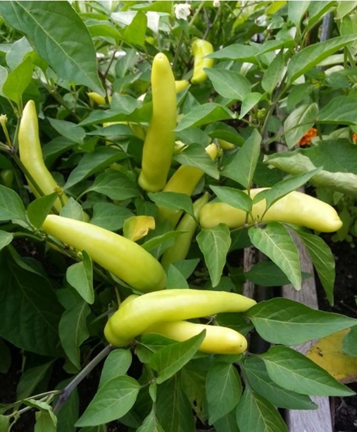 Combo 1 gói Hạt giống ớt đại vàng, 1 gói kích nảy mầm, 1 gói phân bón nảy chồi ra lá