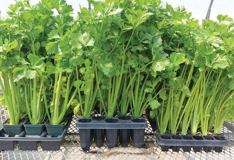 Hạt Rau Cần Lá Xanh Cần Tây - Gói 10 Gram