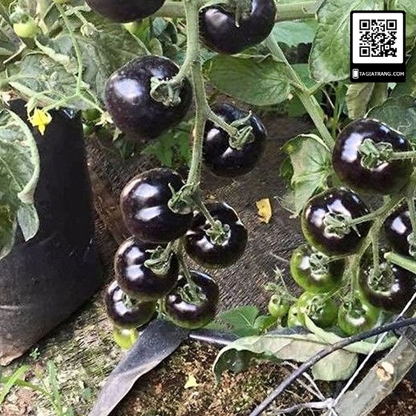 Hạt giống cà chua đen - Gói 0.1g