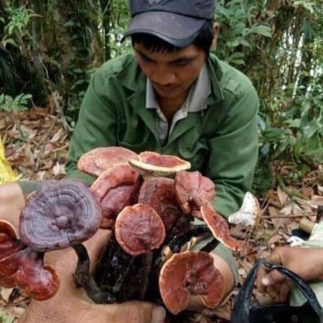 Sỉ toàn quốc 1kg nấm lim xanh
