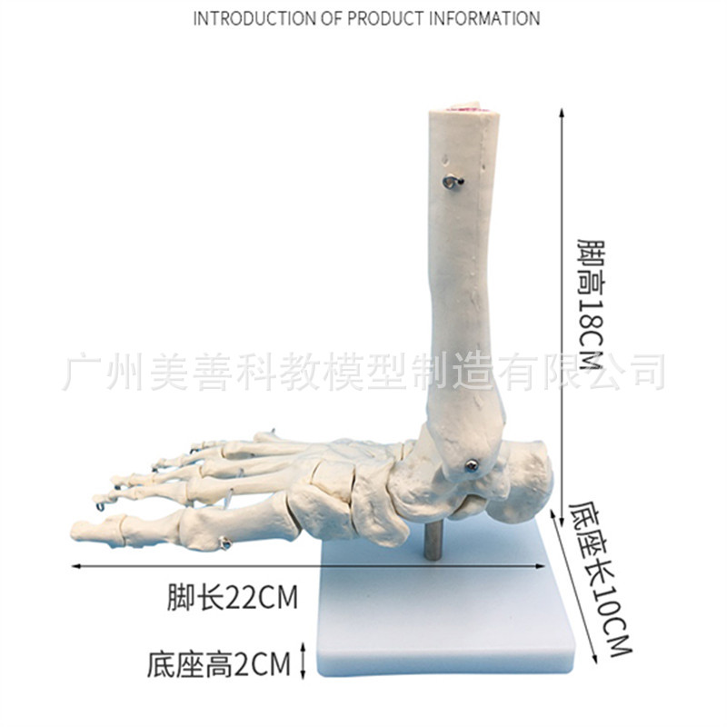 1:1 mô hình khớp chân bàn chân xương khớp bàn chân xương bàn chân lớn tự nhiên mô hình cấu trúc giải phẫu bàn chân