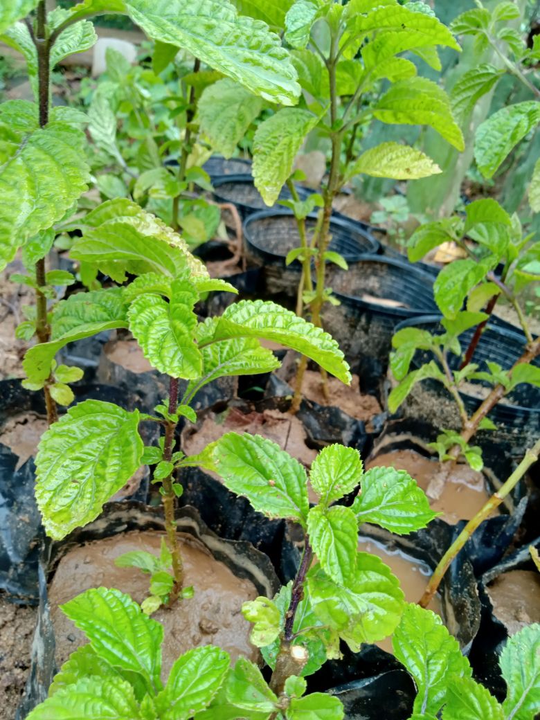 Combo 10 cây đuôi chuột giống.