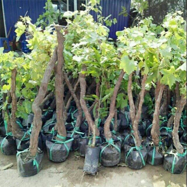 cây nho ninh thuận