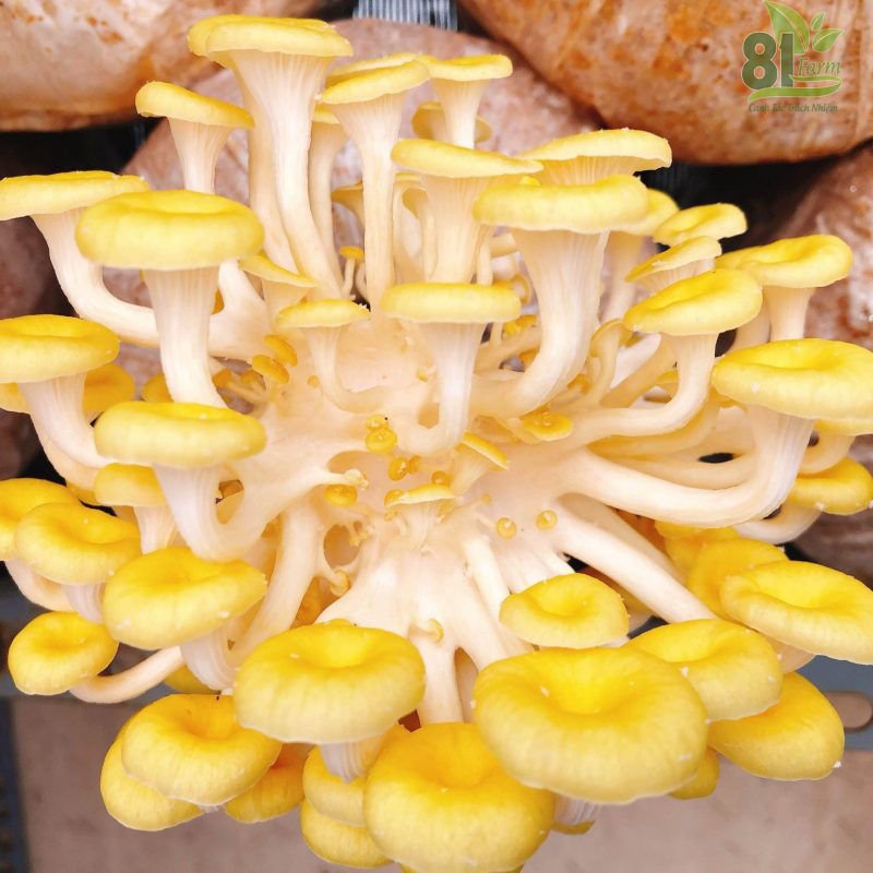phôi nấm hoàng kim cobomx 10